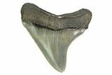 Serrated, Juvenile Megalodon Tooth - Bitten Tooth #149383-1